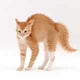 Ginger Burmese-cross cat in frightened display