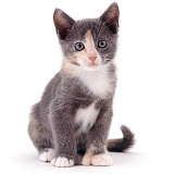 Blue-cream polydactyl kitten