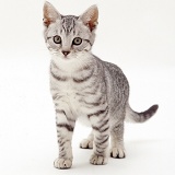 Silver tabby kitten standing