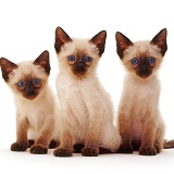 Three Siamese kittens sitting