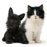 Black Terrier-cross puppy with black-and-white kitten