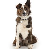 Mongrel dog with collar and name tag