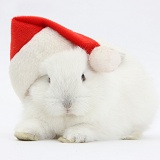 Young white rabbit wearing a Santa hat