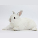 Young white rabbit