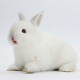 Young white rabbit bearing his teeth