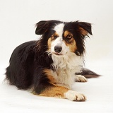 Tricolour Border Collie with missing eye
