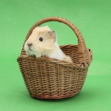 Baby Guinea pig in a wicker basket on green background