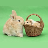 Young rabbit with baby Guinea pig in a wicker basket