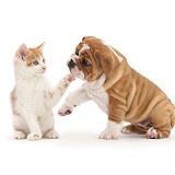 Bulldog pup, 8 weeks old, with ginger-and-white kitten
