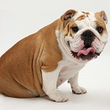 Bulldog sitting, with tongue out