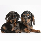 Two tricolour merle Dachshund pups