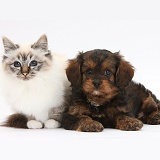 Black-and-tan Cavapoo pup and Birman cat