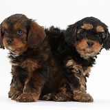 Black-and-tan Cavapoo pups