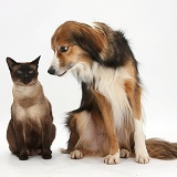 Border Collie and Siamese cat