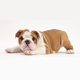 Bulldog pup, 8 weeks old, with chin on paw