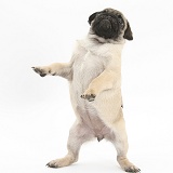 Fawn Pug pup, 8 weeks old, standing up on hind legs