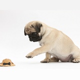 Fawn Pug pup investigating a toy straw hat