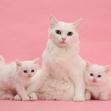 Mother white cat and kittens on pink background