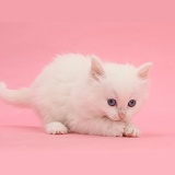 White kitten on pink background