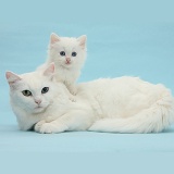 Mother white cat and kitten on blue background