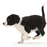 Black-and-white Border Collie pup, running