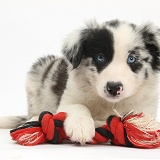 Border Collie puppy, 6 weeks old, with a ragger toy