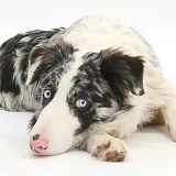 Blue merle Border Collie with chin on floor