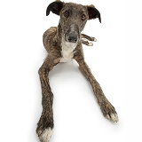 Lurcher dog, lying with head up