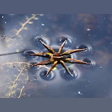 Raft Spider female on water surface
