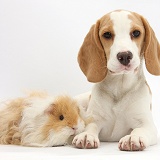 Orange-and-white Beagle pup and alpaca Guinea pig