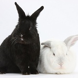 White rabbit with black rabbit