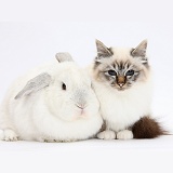 Tabby-point Birman cat and white rabbit
