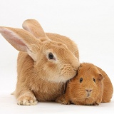 Flemish Giant Rabbit and Guinea pig