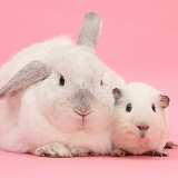 White Guinea pig and white rabbit on pink background