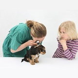 Vet using an otoscope to examine a Yorkie pup's ear