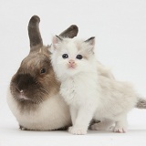 Colourpoint kitten and colourpoint rabbit