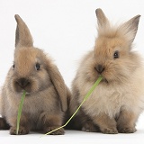 Young sandy rabbits sharing eating grass
