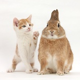 Ginger-and-white kitten and rabbit