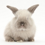 Baby colourpoint rabbit