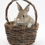 Baby agouti rabbit in a wicker basket