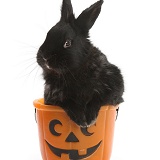 Black rabbit in a Halloween bucket