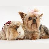 Yorkie and Guinea pig with bows in their hair