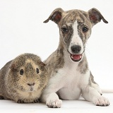 Brindle-and-white Whippet pup and Guinea pig