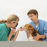 Vet examining a dog's eye with an ophthalmoscope