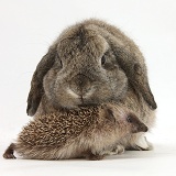Baby Hedgehog and agouti Lop rabbit
