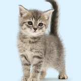 Grey tabby British Shorthair kitten