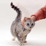 Silver tabby male cat enjoying being stroked