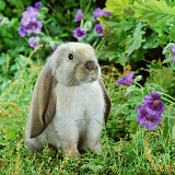 Young sooty fawn English Lop rabbit among flowers