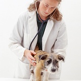 Vet examining terrier-cross pup