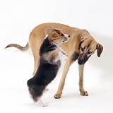 Lurcher and Corgi pup